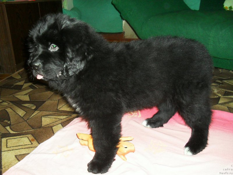 Фото: ньюфаундленд Lionel' (Лионель)