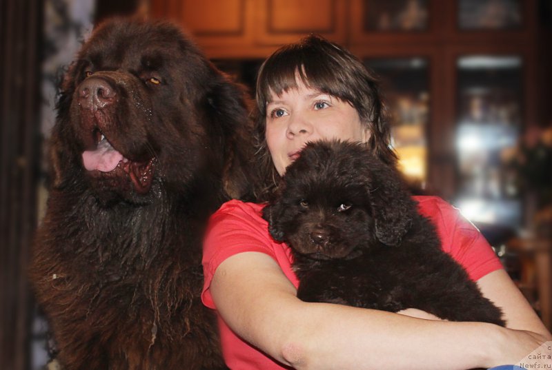 Фото: ньюфаундленд Charli The Best Helfi Pel (Чарли Де Бест Хелфи Пэл), ньюфаундленд Naomi Tagoliri for Brouwnblood (Наоми Таголири фор Браунблад)