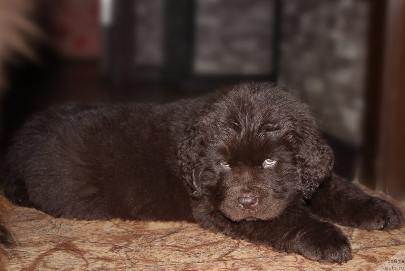 Фото: ньюфаундленд Naomi Tagoliri for Brouwnblood (Наоми Таголири фор Браунблад)