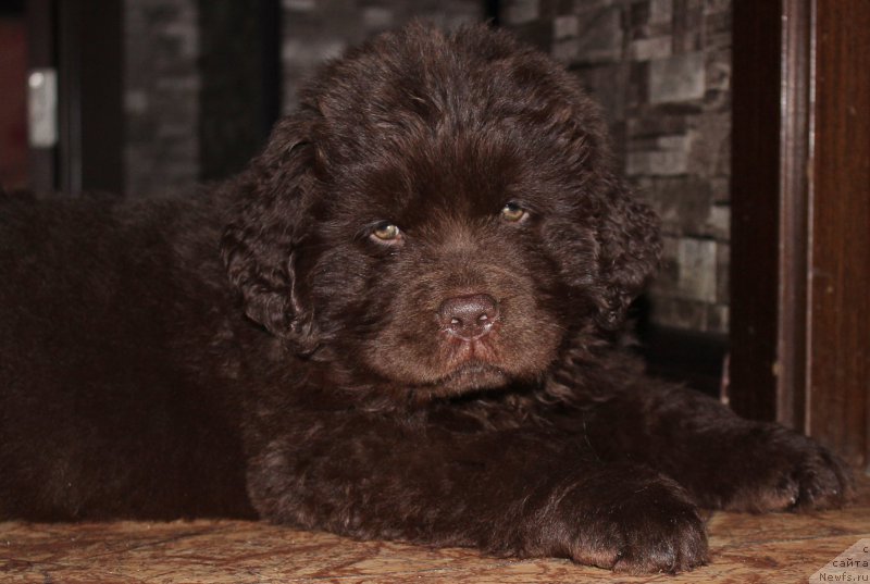 Фото: ньюфаундленд Naomi Tagoliri for Brouwnblood (Наоми Таголири фор Браунблад)