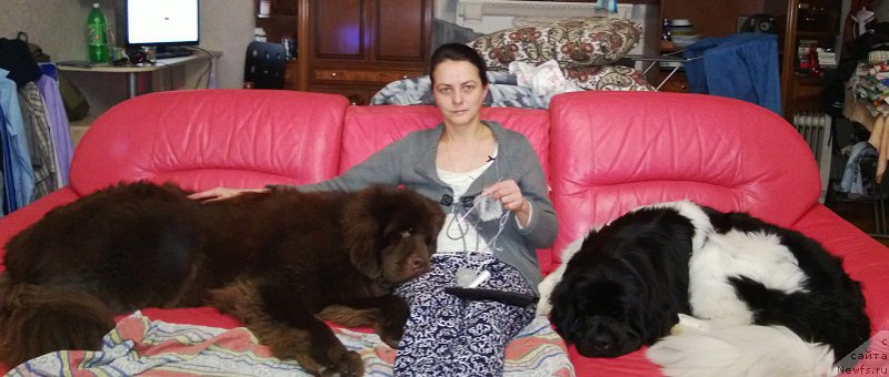 Фото: ньюфаундленд N'yufort YUnika (Ньюфорт Юника), ньюфаундленд N'yufort YEshli (Ньюфорт Эшли)