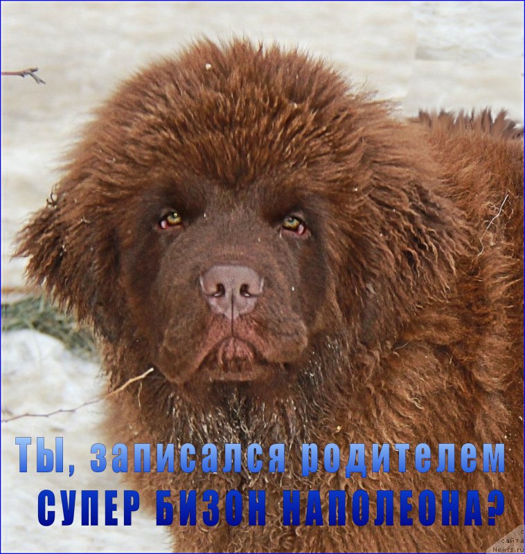 Фото: ньюфаундленд Brownblood MSK Hakim Gold Haydar (Браунблад МСК Хаким Голд Хайдар)