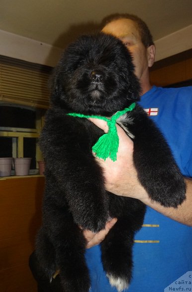 Фото: ньюфаундленд N'yufort Carica Nochi (Ньюфорт Царица Ночи)