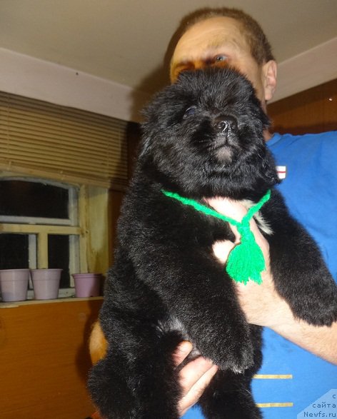 Фото: ньюфаундленд N'yufort Carica Nochi (Ньюфорт Царица Ночи)