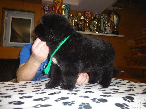 Фото: ньюфаундленд N'yufort Carica Nochi (Ньюфорт Царица Ночи)