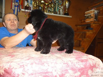 Фото: ньюфаундленд N'yufort Carica Nochi (Ньюфорт Царица Ночи)