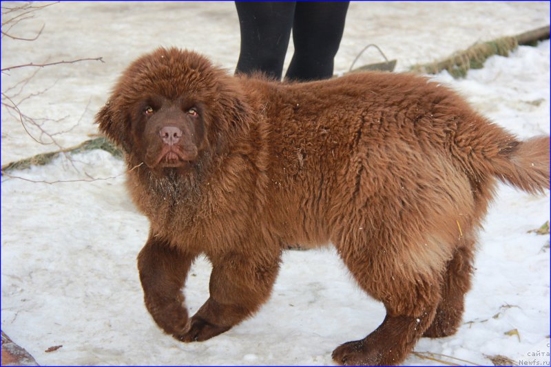 Фото: ньюфаундленд Brownblood MSK Hakim Gold Haydar (Браунблад МСК Хаким Голд Хайдар)