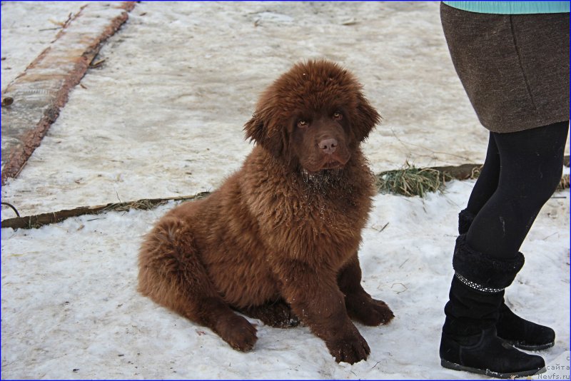 Фото: ньюфаундленд Brownblood MSK Hakim Gold Haydar (Браунблад МСК Хаким Голд Хайдар)