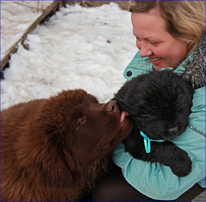 Фото: ньюфаундленд Brownblood MSK Hakim Gold Haydar (Браунблад МСК Хаким Голд Хайдар), Lena Zyirina (Лена Зырина), Супер Бизон Норберт