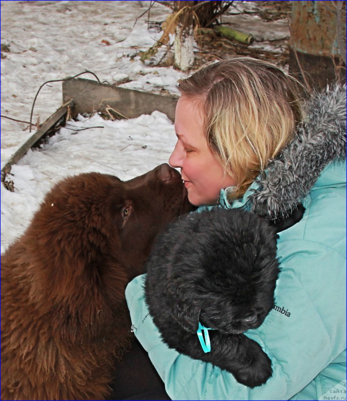 Фото: ньюфаундленд Brownblood MSK Hakim Gold Haydar (Браунблад МСК Хаким Голд Хайдар), Lena Zyirina (Лена Зырина), Супер Бизон НОРБЕРТО