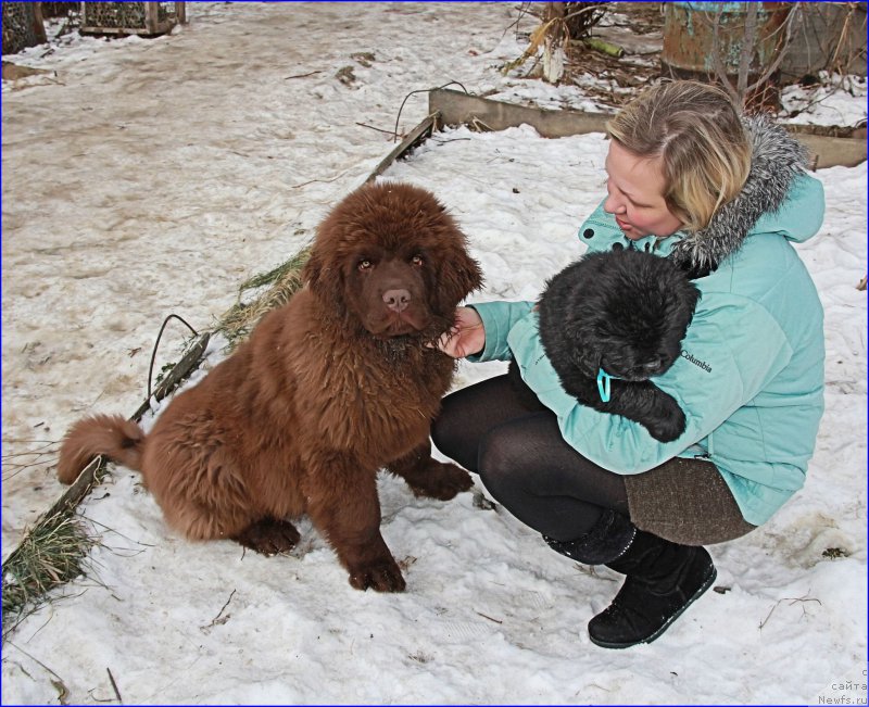 Фото: ньюфаундленд Brownblood MSK Hakim Gold Haydar (Браунблад МСК Хаким Голд Хайдар), Lena Zyirina (Лена Зырина), Супер Бизон НОРБЕРТО