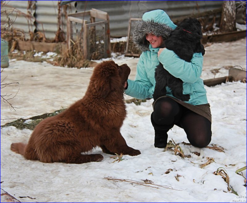 Фото: ньюфаундленд Brownblood MSK Hakim Gold Haydar (Браунблад МСК Хаким Голд Хайдар), Lena Zyirina (Лена Зырина), Супер Бизон НОРБЕРТО