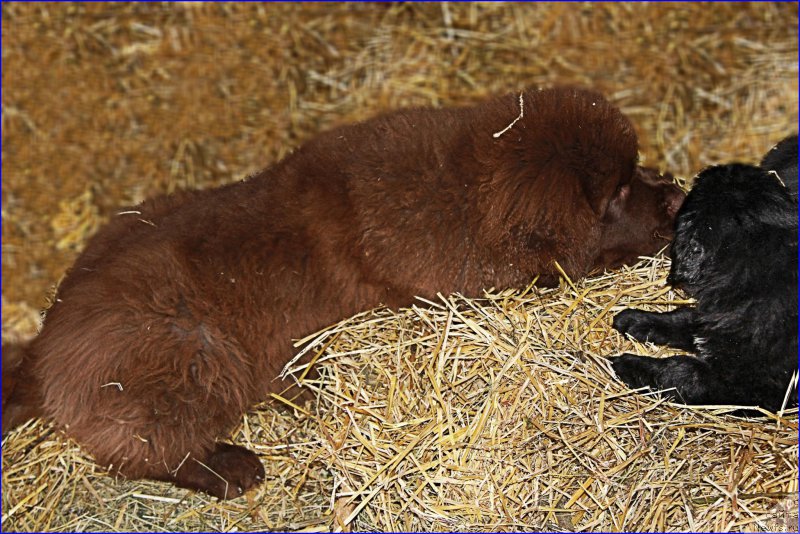 Фото: ньюфаундленд Brownblood MSK Hakim Gold Haydar (Браунблад МСК Хаким Голд Хайдар)
