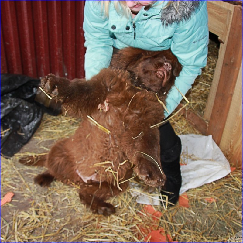 Фото: ньюфаундленд Brownblood MSK Hakim Gold Haydar (Браунблад МСК Хаким Голд Хайдар), Lena Zyirina (Лена Зырина)