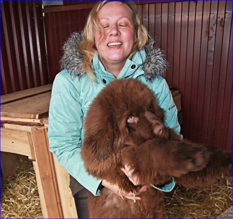 Фото: ньюфаундленд Brownblood MSK Hakim Gold Haydar (Браунблад МСК Хаким Голд Хайдар), Lena Zyirina (Лена Зырина)