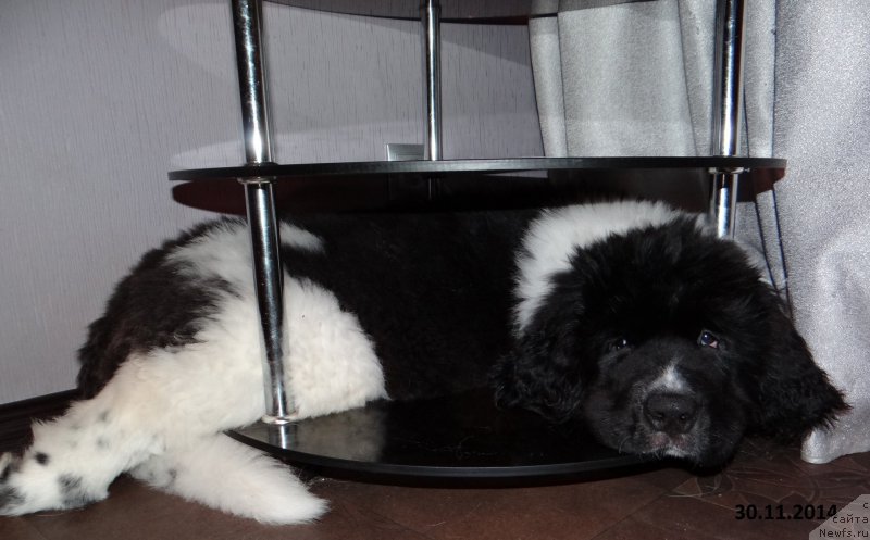 Фото: ньюфаундленд Beatris B'yutiful ot Sibirskogo Medvedya (Беатрис Бьютифул от Сибирского Медведя)