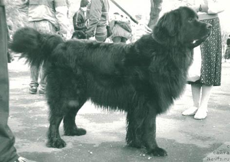 Фото: ньюфаундленд Feriza Rad Sagi (Фериза Рад Саги)