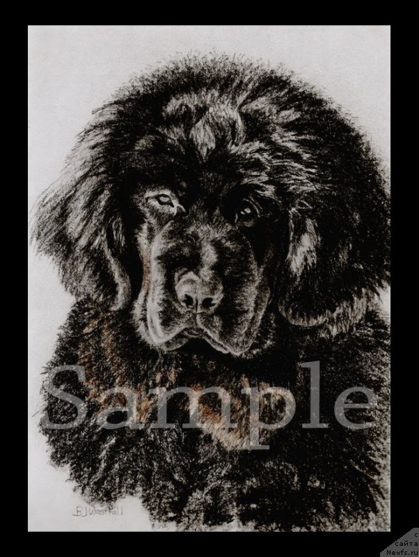 Фотография № 169400