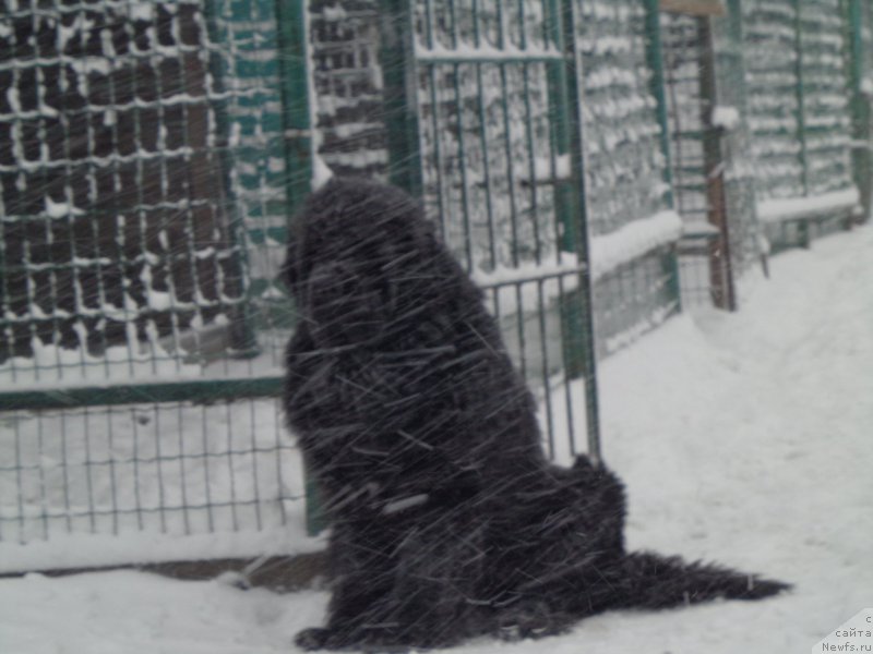 Фото: ньюфаундленд Super Premium Mikado (Супер Премиум Микадо)