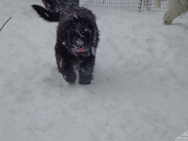Фото: ньюфаундленд Viktorius Smayl (Викториус Смайл)