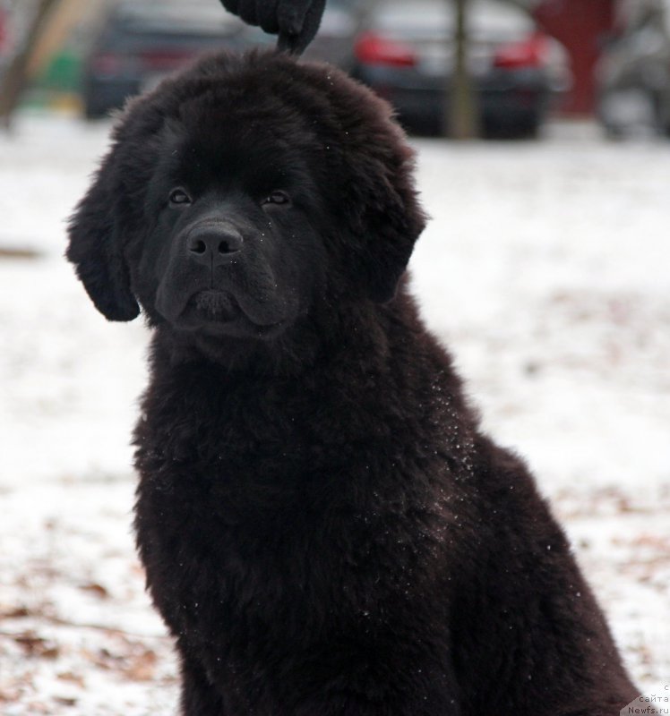 Фото: ньюфаундленд Stardi Kollekshn Gubitel'nica Serdec (Старди Коллекшн Губительница Сердец)