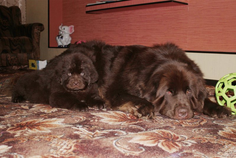 Фото: ньюфаундленд Naomi Tagoliri for Brouwnblood (Наоми Таголири фор Браунблад), ньюфаундленд Sverkayuzhaya Gora Mashame (Сверкающая Гора Машаме)