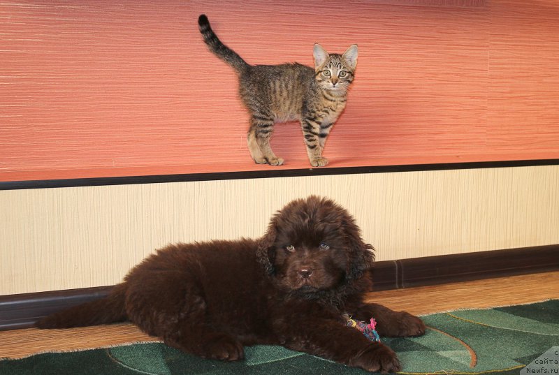 Фото: ньюфаундленд Naomi Tagoliri for Brouwnblood (Наоми Таголири фор Браунблад)