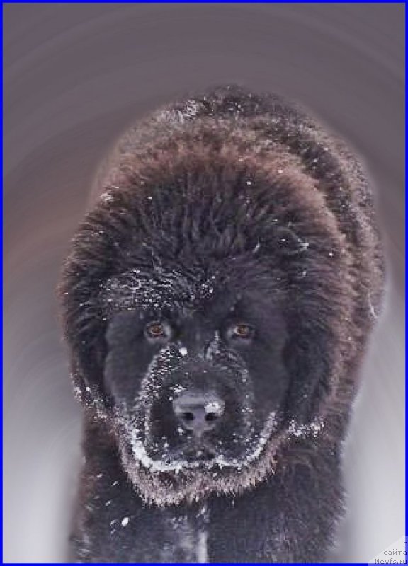 Фото: ньюфаундленд Akvatoriya Kelvin Adrenalin Braun (Акватория Келвин Адреналин Браун)