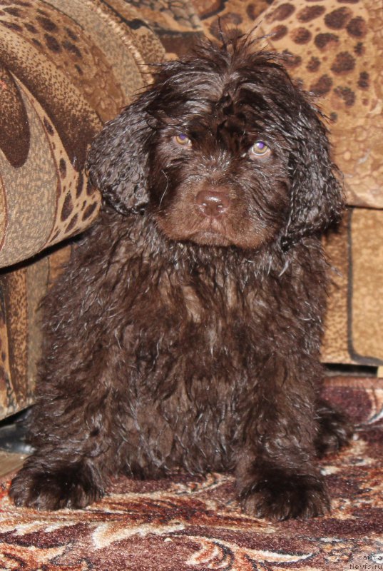 Фото: ньюфаундленд Naomi Tagoliri for Brouwnblood (Наоми Таголири фор Браунблад)