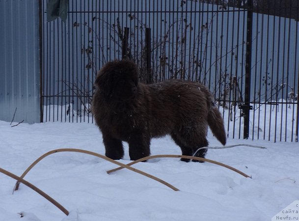 Фото: ньюфаундленд Brownblood MSK Hakim Gold Haydar (Браунблад МСК Хаким Голд Хайдар)