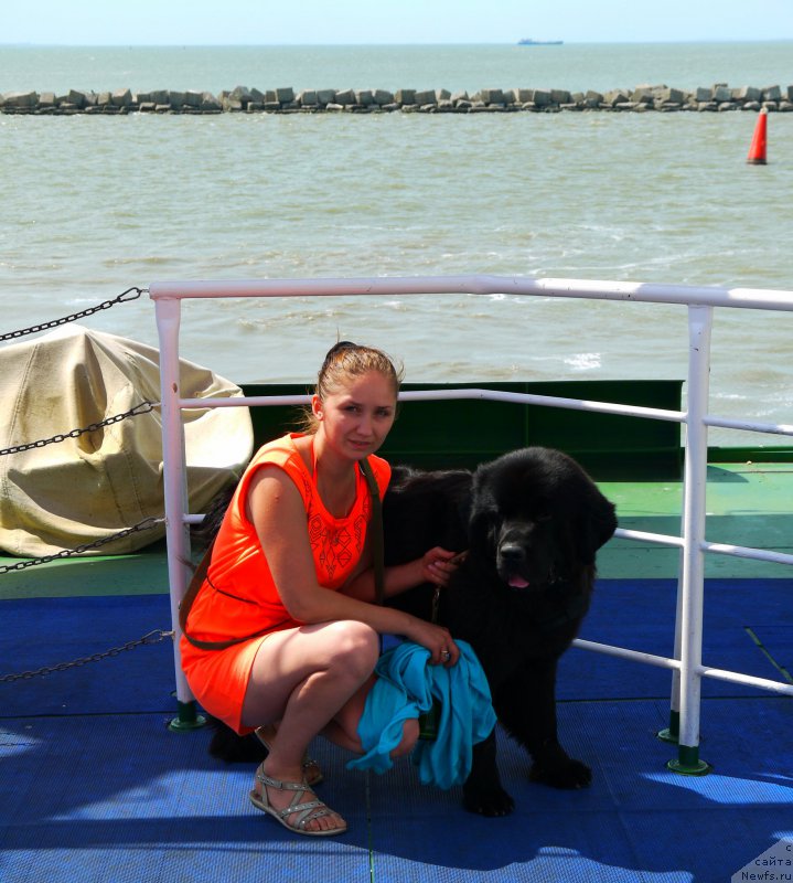 Фото: ньюфаундленд Chernyj Chank s Berega Dona (Черный Чанк с Берега Дона)