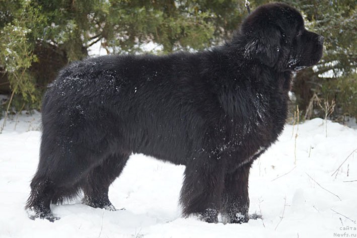 Фото: ньюфаундленд Charuyuschiy Chezario (Чарующий Чезарио)