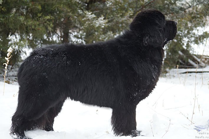 Фото: ньюфаундленд Charuyuschiy Chezario (Чарующий Чезарио)
