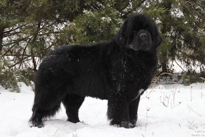Фото: ньюфаундленд Charuyuschiy Chezario (Чарующий Чезарио)