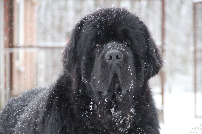 Фото: ньюфаундленд Charuyuschiy Chezario (Чарующий Чезарио)