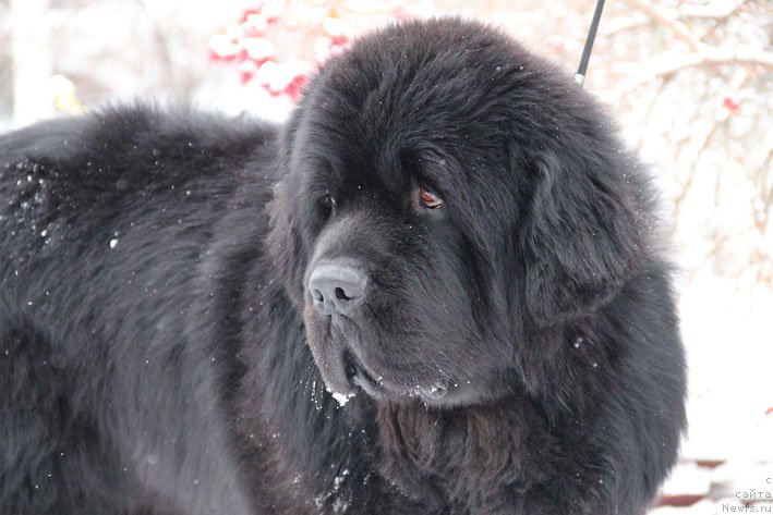 Фото: ньюфаундленд Charuyuschiy Chezario (Чарующий Чезарио)