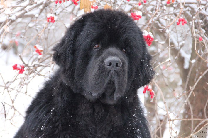 Фото: ньюфаундленд Charuyuschiy Chezario (Чарующий Чезарио)