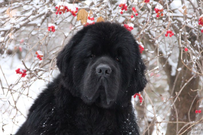 Фото: ньюфаундленд Charuyuschiy Chezario (Чарующий Чезарио)
