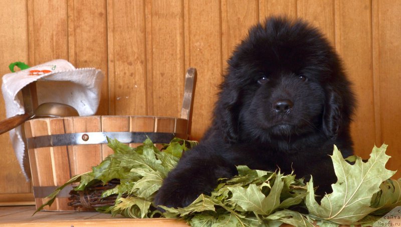 Фотография № 169459