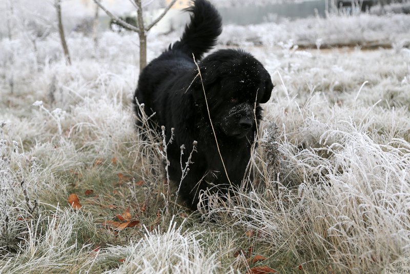 Фото: Гастон де Фуа