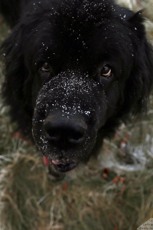 Фото: Гастон де Фуа