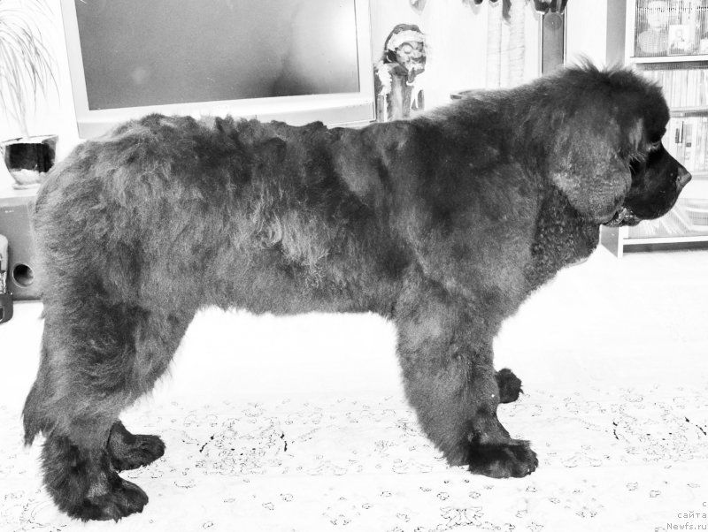 Фото: ньюфаундленд Chernaya Mafia Shot in the Dark (Черная Мафия Шот ин тхе Дарк)