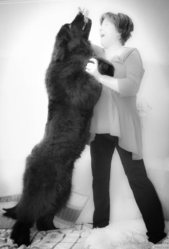 Фото: ньюфаундленд Chernaya Mafia Shot in the Dark (Черная Мафия Шот ин тхе Дарк)