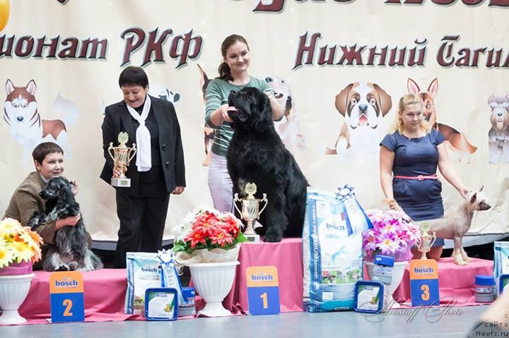 Фото: ньюфаундленд Akvian Song Lars Berger (Аквиан Сонг Ларс Бергер), Kseniya Novikova (Ксения Новикова)