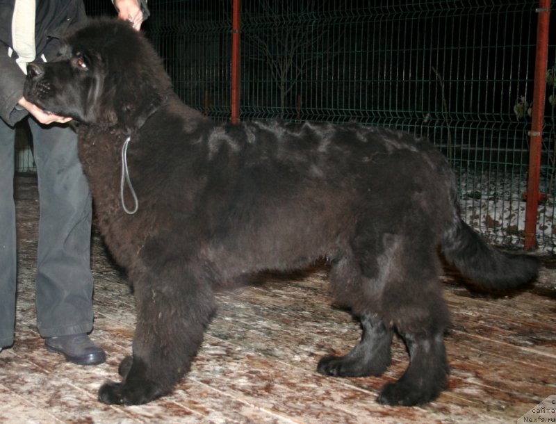 Фото: ньюфаундленд Chernaya Mafia Shrodinger Theory (Черная Мафия Шродингер Тхеору)