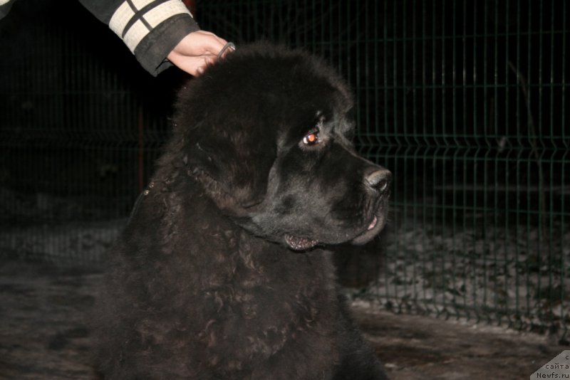 Фото: ньюфаундленд Chernaya Mafia Shrodinger Theory (Черная Мафия Шродингер Тхеору)