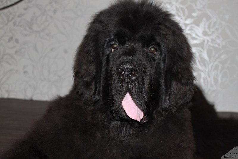 Фото: ньюфаундленд Chernaya Mafia Shake and Play (Черная Мафия Шаке анд Плау)