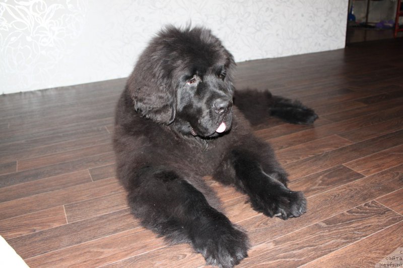 Фото: ньюфаундленд Chernaya Mafia Shake and Play (Черная Мафия Шаке анд Плау)