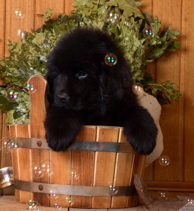 Фотография № 169486