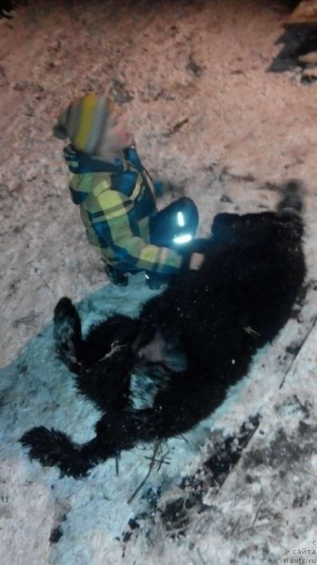 Фото: ньюфаундленд Chernaya Mafia Shape of my Heart (Черная Мафия Шапе оф му Хеарт)